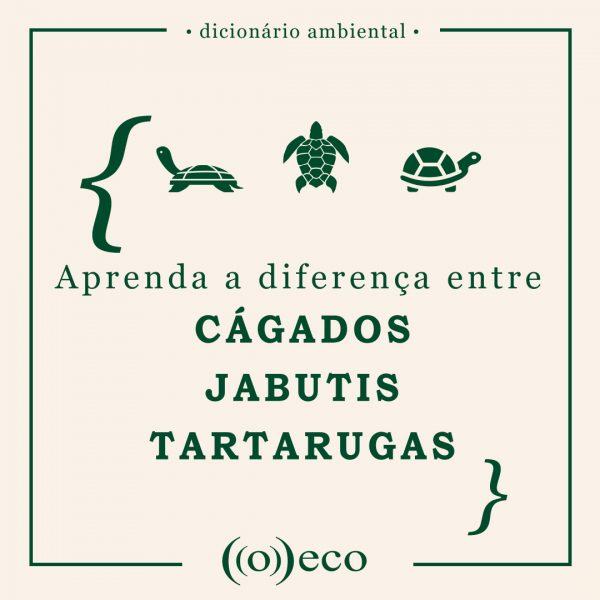 Aprenda A Diferen A Entre C Gados Jabutis E Tartarugas O Eco