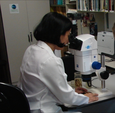 Ana Prudente coletando dados sobre as serpentes Amazônicas no Museu Paraense Emilio Goeldi. Foto: Divulgação. 