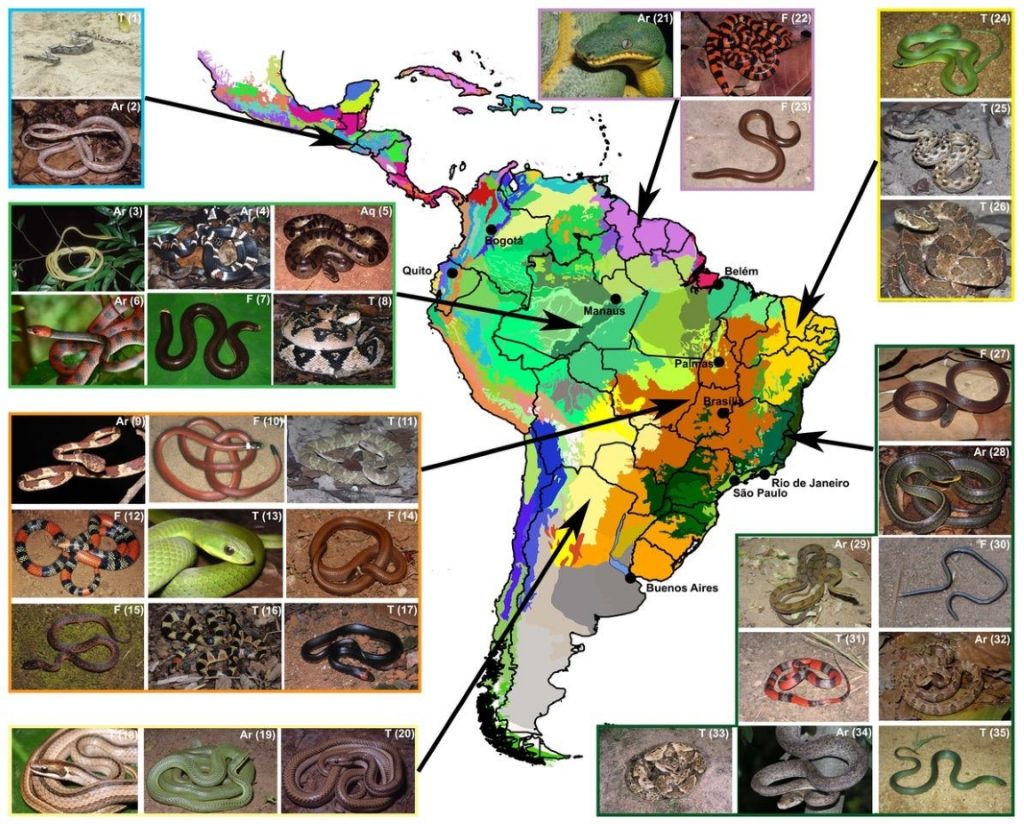 Mapa de distribuição das serpentes. Fonte: Guedes et al. 2017. 