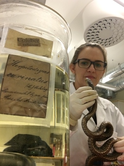 Thais Guedes analisando serpentes do Carl von Linnaeus no Museu de História Natural da Suécia. 