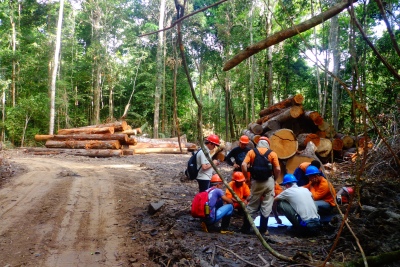 Plano de manejo florestal da Resex estipoula o corte de 1 árvore a cada 3 árvores da mesma espécie preservadas. Foto: Katia Carvalheiro/IEB.