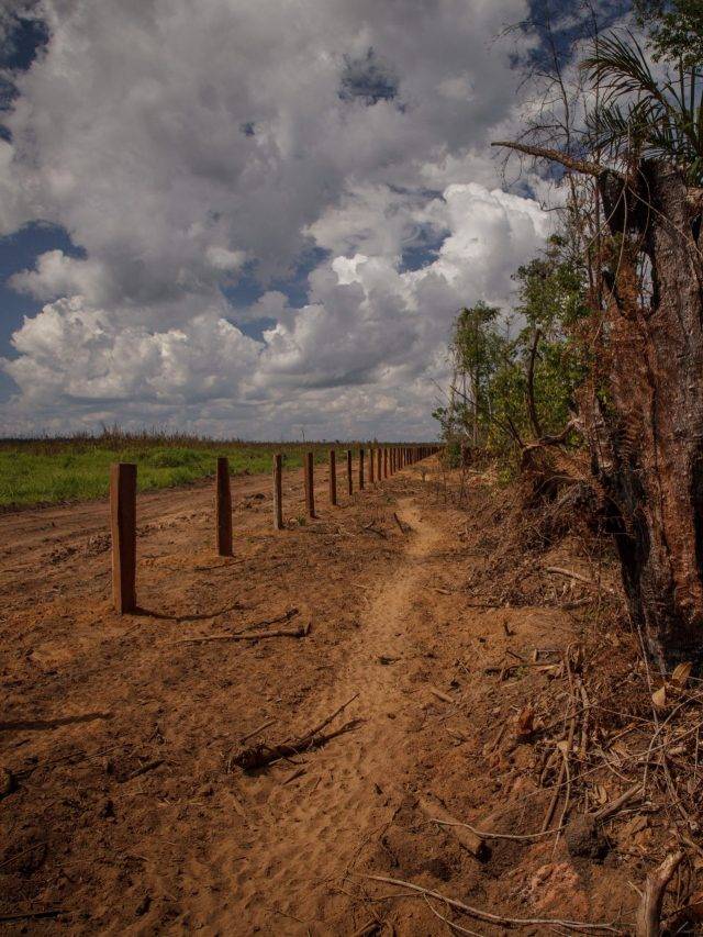 468 Mil Hectares Foram Desmatados Ilegalmente No Mato Grosso O Eco