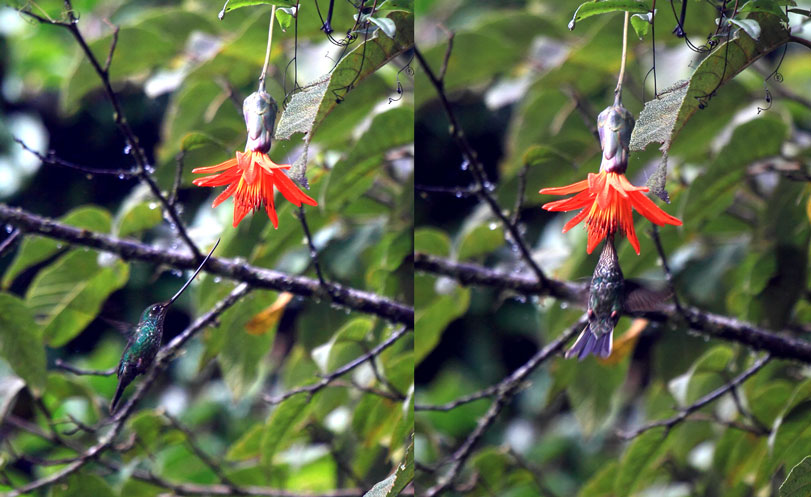 Um beija-flor-bico-de-espada mostra para que serve seu equipamento na corola de uma [i]Mutisa acuminata[/i]. Foto: Fábio Olmos