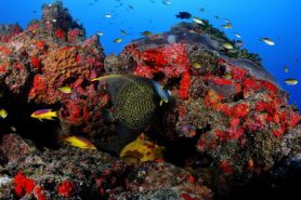 Brasil está está entre os dez maiores países em projetos com créditos de biodiversidade