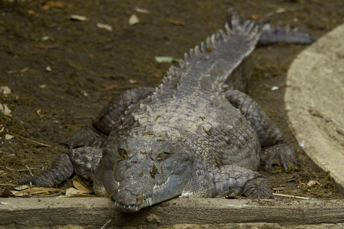 infidelidade dos crocodilos é boa notícia para conservação o eco