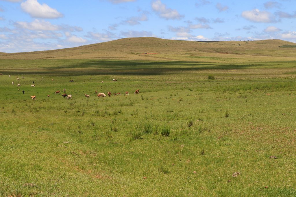 Hoje é Dia Do Pampa - ((o))eco