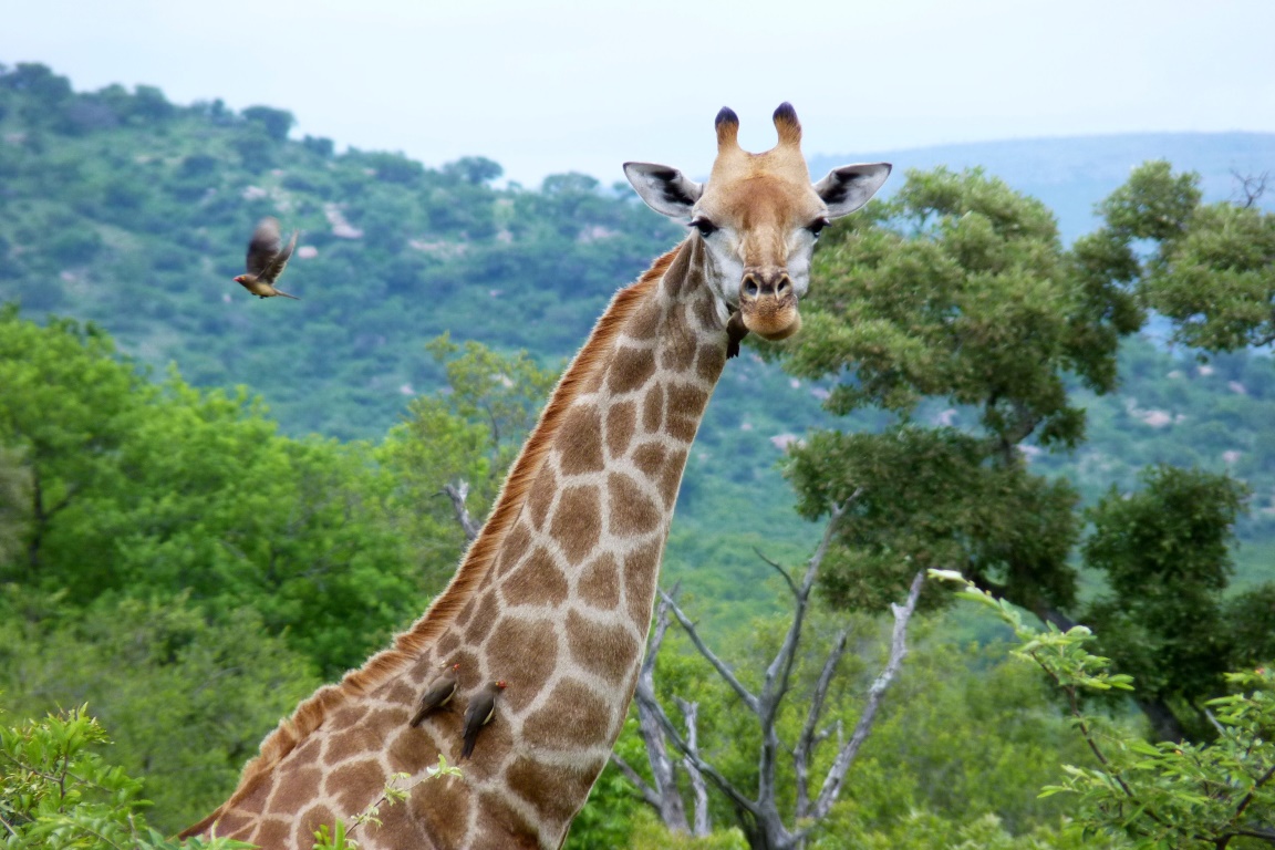 Girafa deve estar na lista de animais em extinção dos EUA, diz pedido