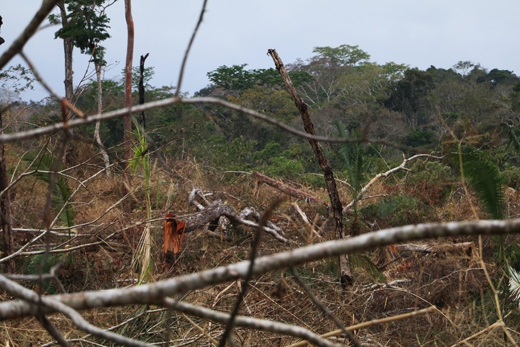 Desmatamento na Resex Chico Mendes, a terceira mais desmatada na Amazônia. Foto: Duda Menegassi. 