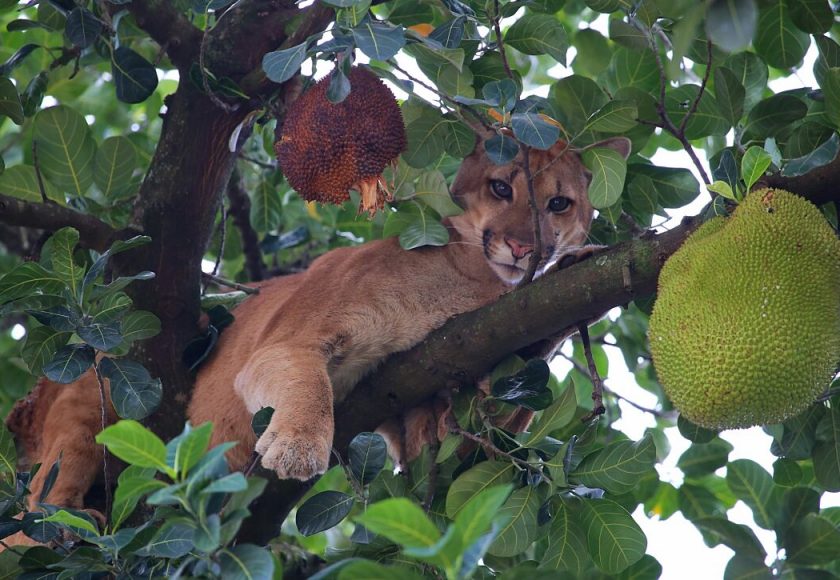 Episódio ficou conhecido como Onça da Jaqueira. Foto: Franz Mendes
