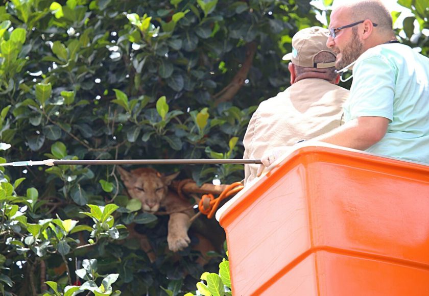 Parcialmente sedada onça foi atirada à rede de contenção. Foto: Franz Mendes