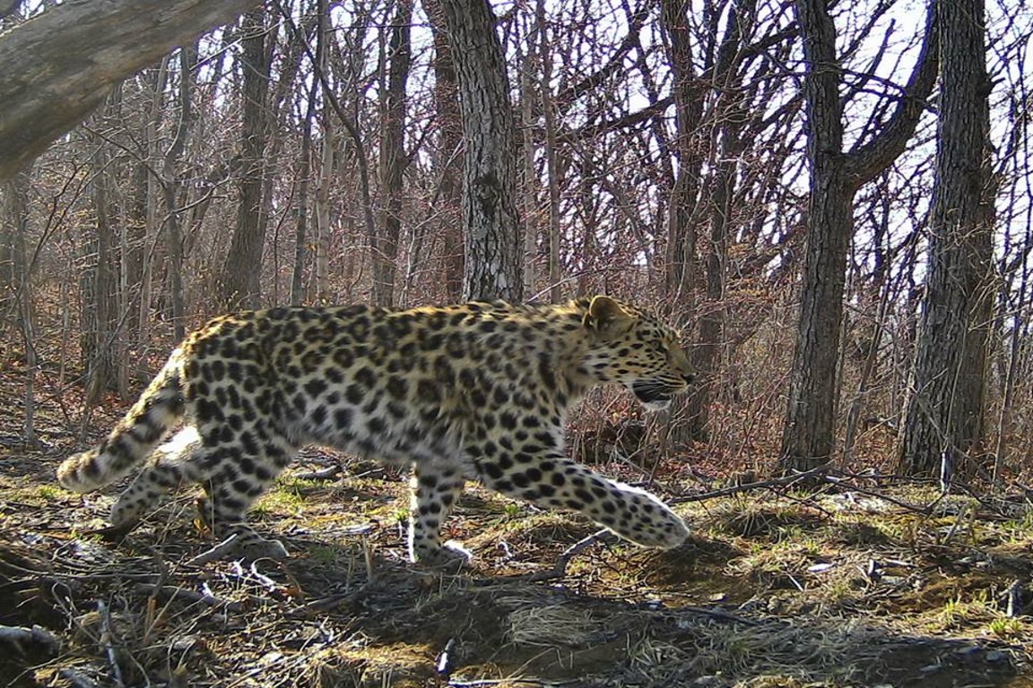 84 Leopardos De Amur Permanecem Em Selva Na China E Na Russia O Eco