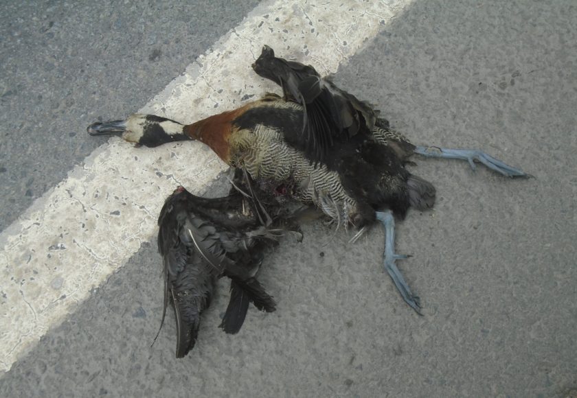 Irere atropelado (Dendrocygna viduata). Crédito – Lucas Barreto