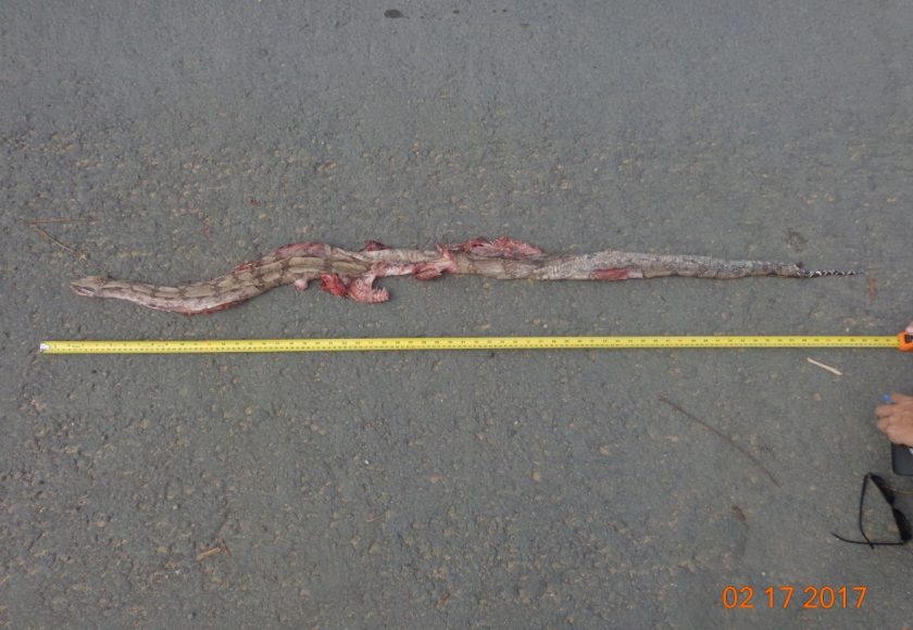 Jibóia atropelada (Boa constrictor). Crédito – Renan Coser