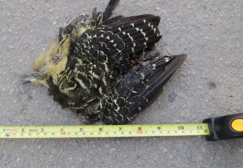 Pica-pau-do-campo atropelado (Colaptes campestris). Crédito – Helio Secco