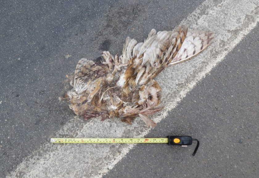 Suindara atropelada (Tyto furcata). Crédito – Helio Secco