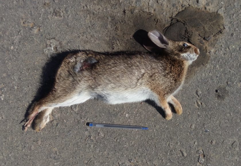 Tapiti atropelado (Sylvilagus brasiliensis). Crédito – Helio Secco