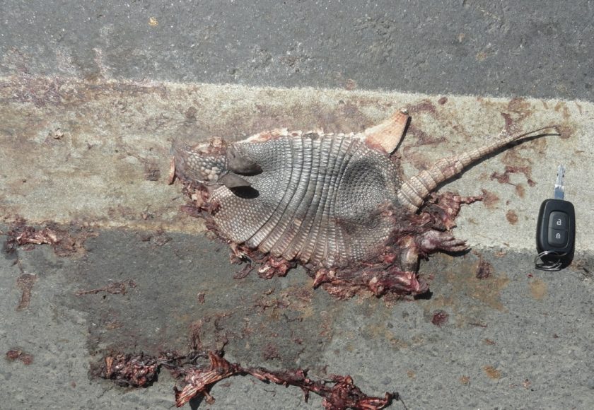 Tatu-galinha atropelado (Dasypus novaencinctus). Crédito – Lucas Barreto