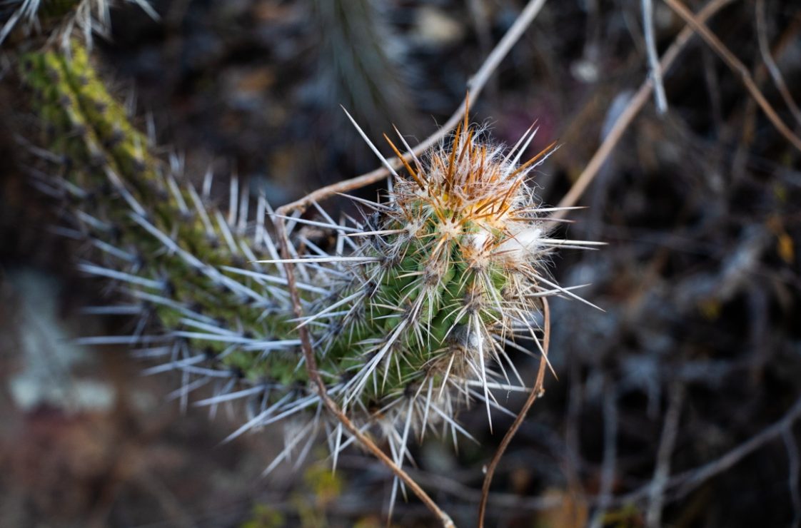 Um xique-xique, um dos cactos mais característicos da Caatinga. Foto: Duda Menegassi