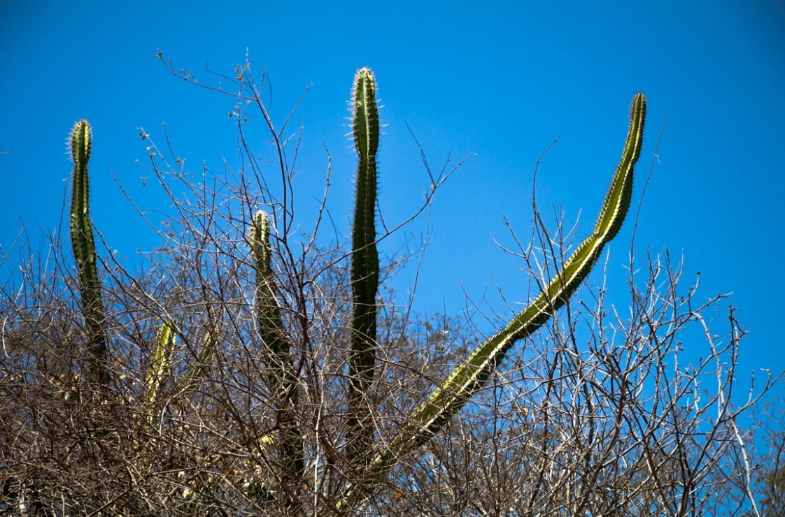 Árvores e cactos disputam o topo da floresta sertaneja. Foto: Duda Menegassi.