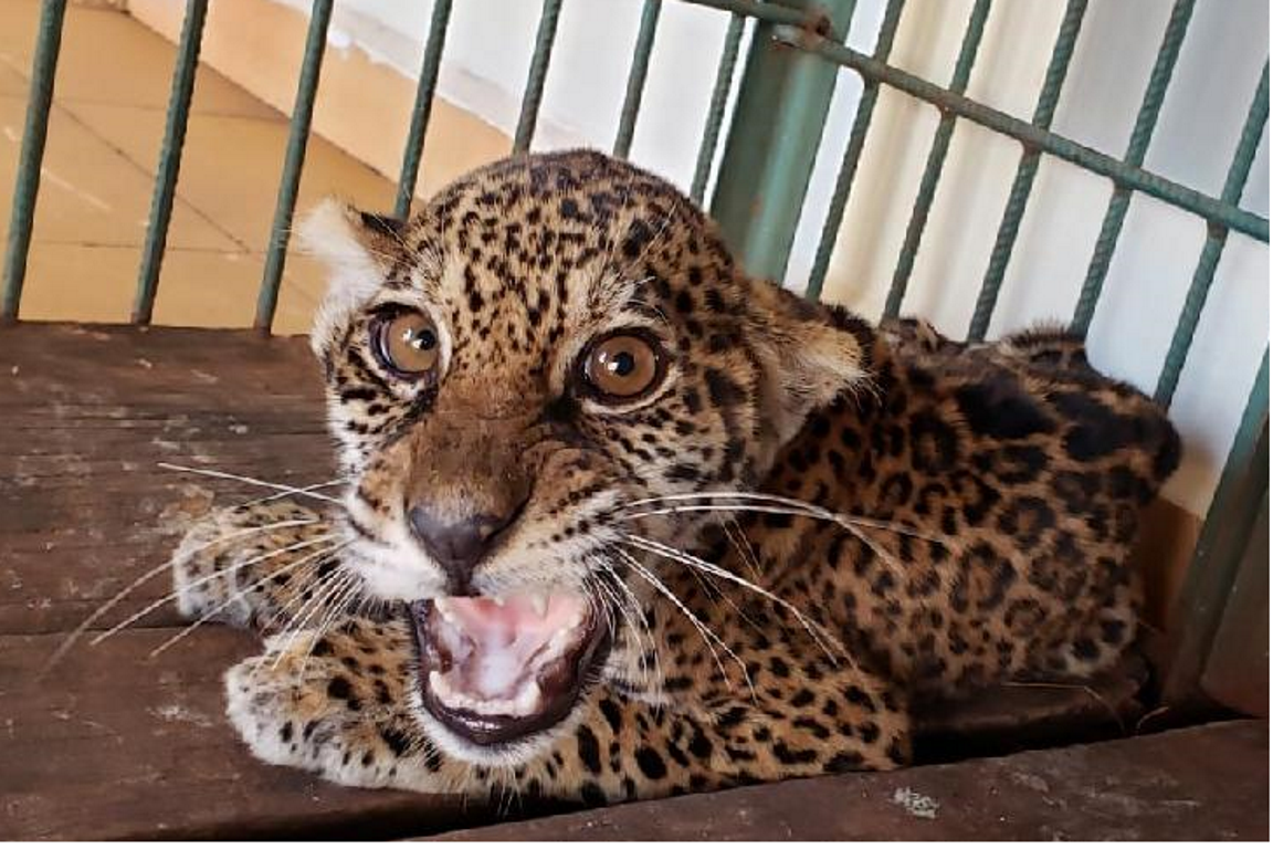 Encurralado por cães, filhote de onça-pintada é resgatado em Mato