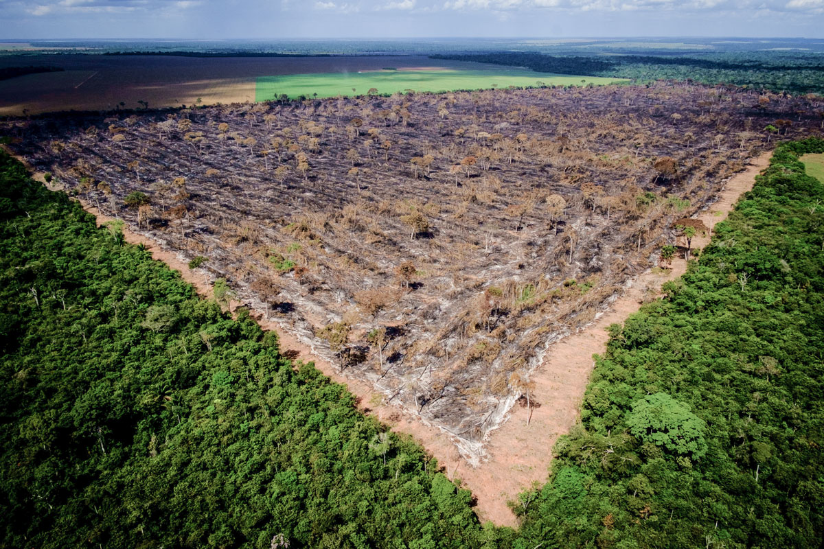 Imazon Desmatamento na Amazônia cai 31 em junho ((o))eco