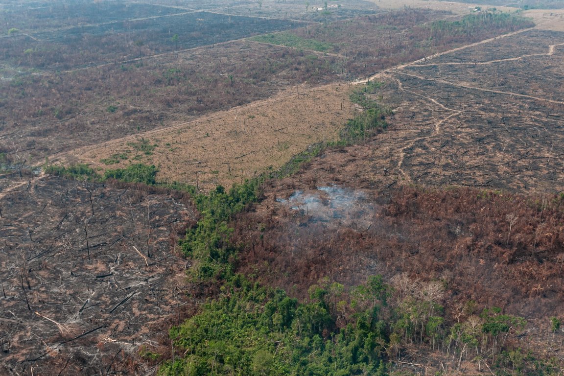 Especialistas contradizem declaração de ministra da Agricultura sobre regeneração da Amazônia após queimadas