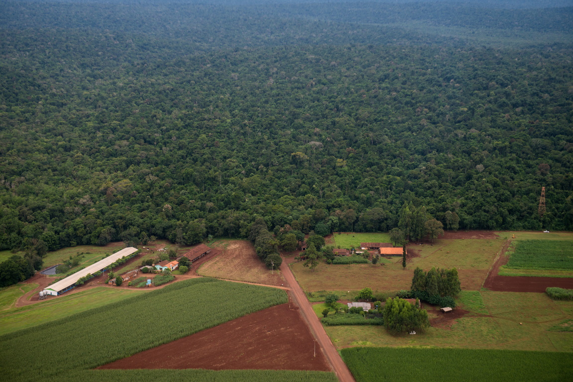 Houve regeneração da vegetação na estrada que corta o Parque Nacional do Iguaçu, diz MPF