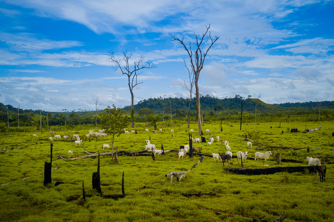 Gado na Amazônia é ameaça ao bioma, aos povos tradicionais e ao próprio setor