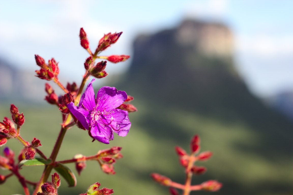 Parque Nacional da Chapada Diamantina. Foto: Guilherme Imbassahy/Wikiparques.