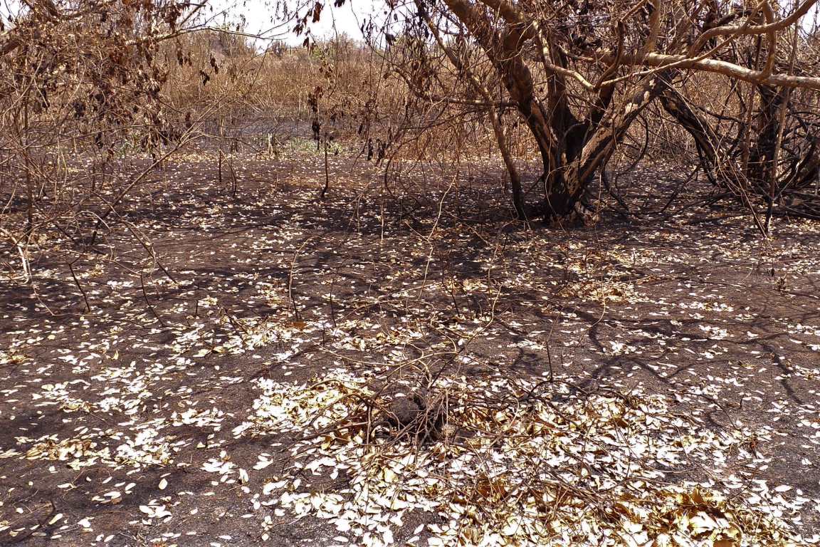 Mais fogo e muita chuva ameaçam o Pantanal