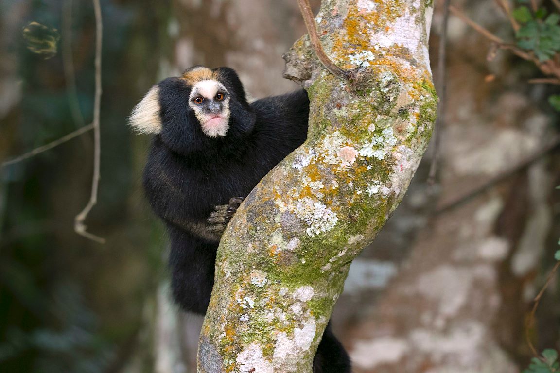 Macaco sagui em estado selvagem no rio de janeiro brasil