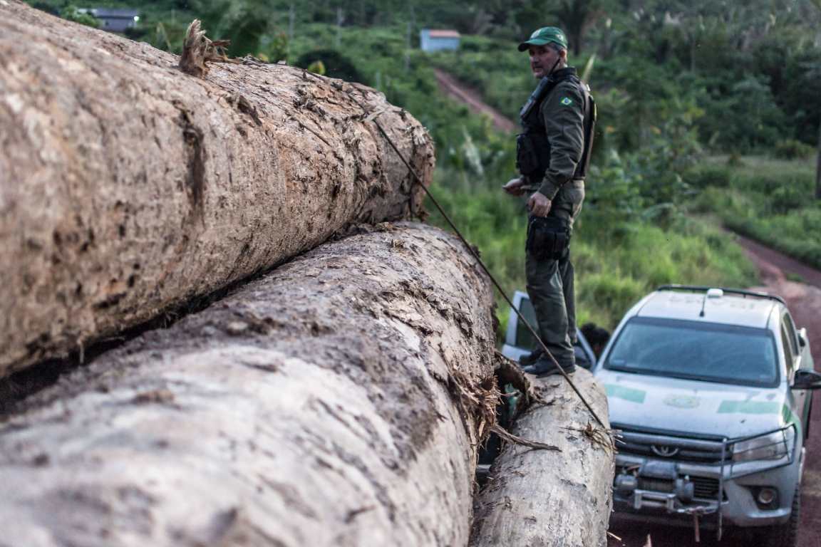 A pirataria na exportação de madeira e o vexame do governo Bolsonaro