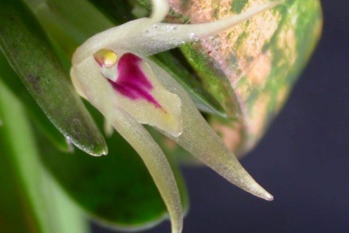 Orquídea que havia desaparecido no Estado de São Paulo ganha nova chance -  ((o))eco