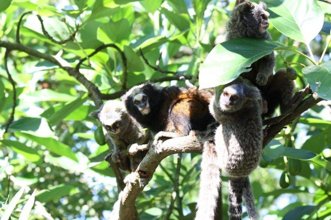 Macaco Sagui, Essa espécie está em extinção devido a destru…