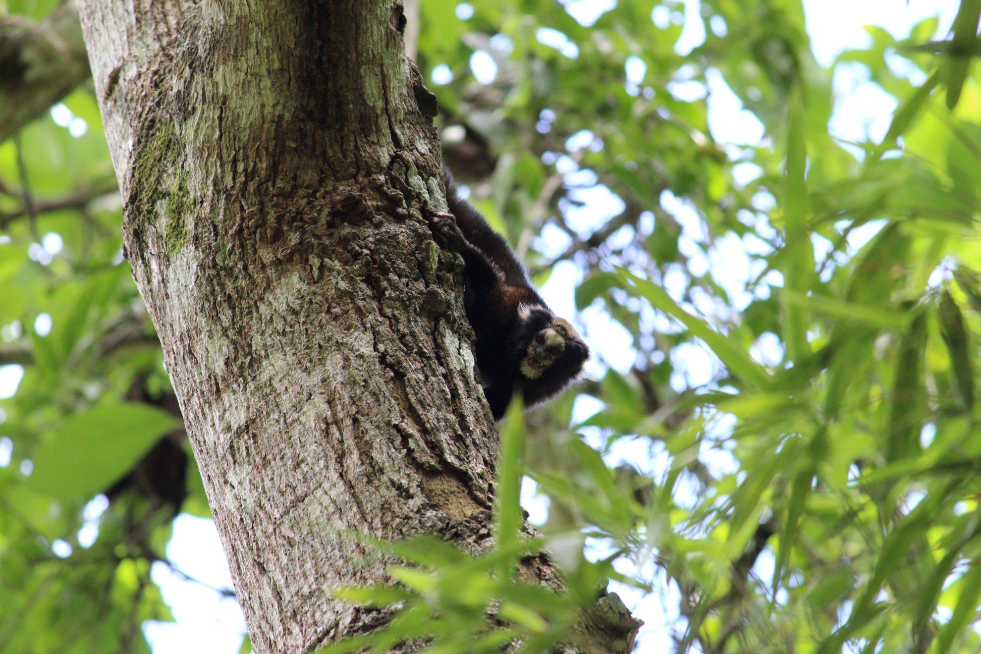 Saguis comuns em áreas urbanas ameaçam primatas nativos do sudeste, Terra  da Gente