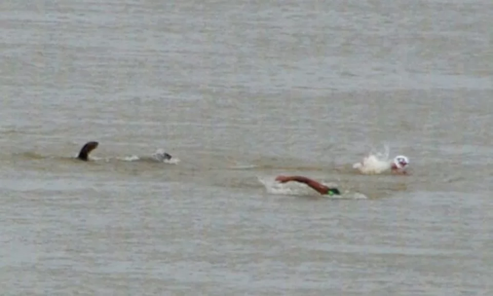 Dupla de ariranhas perseguiu nadadores e assustou quem assistia à competição. Foto: Reprodução/Diário Corumbaense