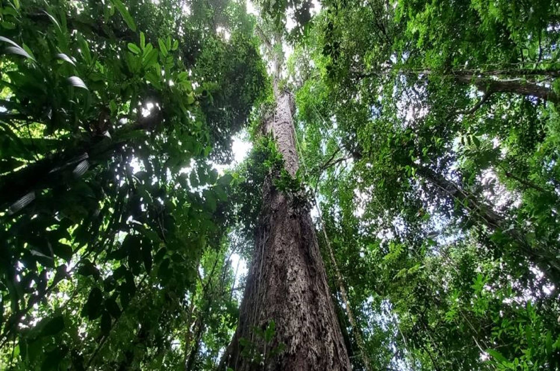 Angelim-vermelho de 88,5 metros de altura, maior árvore já encontrada no Brasil. Foto: Projeto Árvores Gigantes da Amazônia