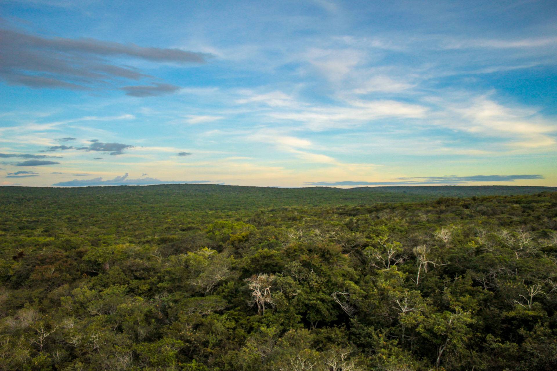 Caatinga arbórea na Reserva Particular do Patrimônio Natural (RPPN) Serra das Almas, em Crateús, no Ceará. Foto: Michael Esquer