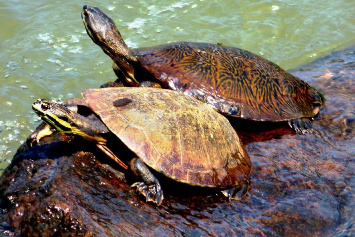 Um cágado de corredeiras ameaçado por águas calmas - ((o))eco