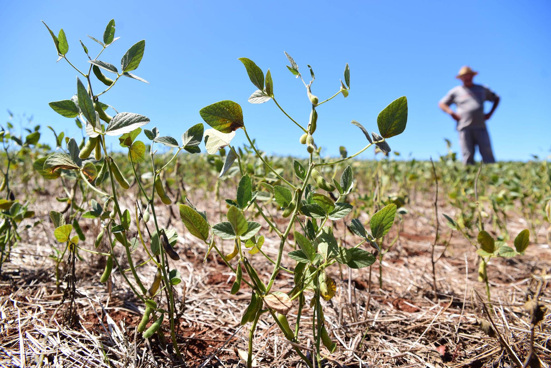 Plantação de soja afetada pela estiagem em mormaço, no RS. Foto: Diogo Zanatta / Folhapress