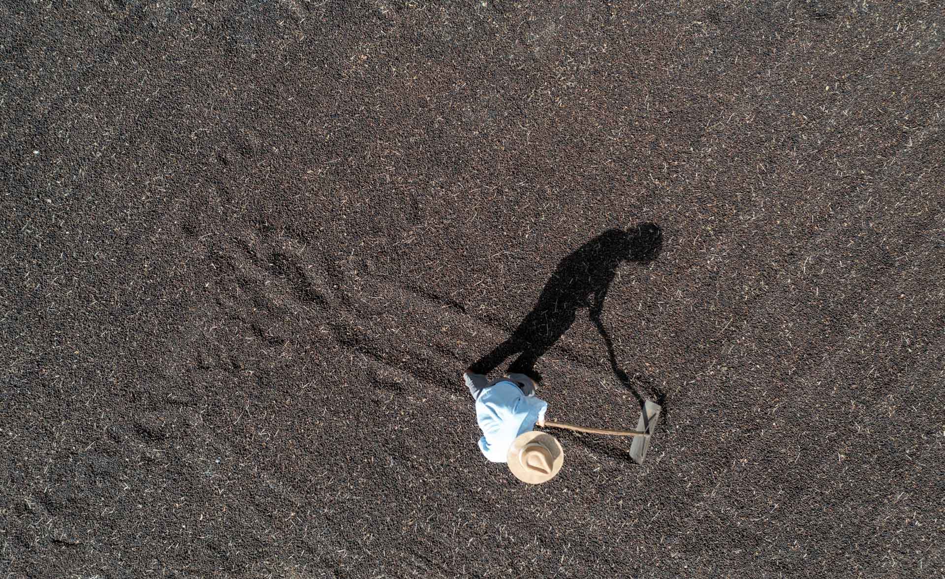 Produtor rural  trabalha na secagem de café especial em sua propriedade na região de Lambari, MG.  Foto: Joel Silva / Folhapress