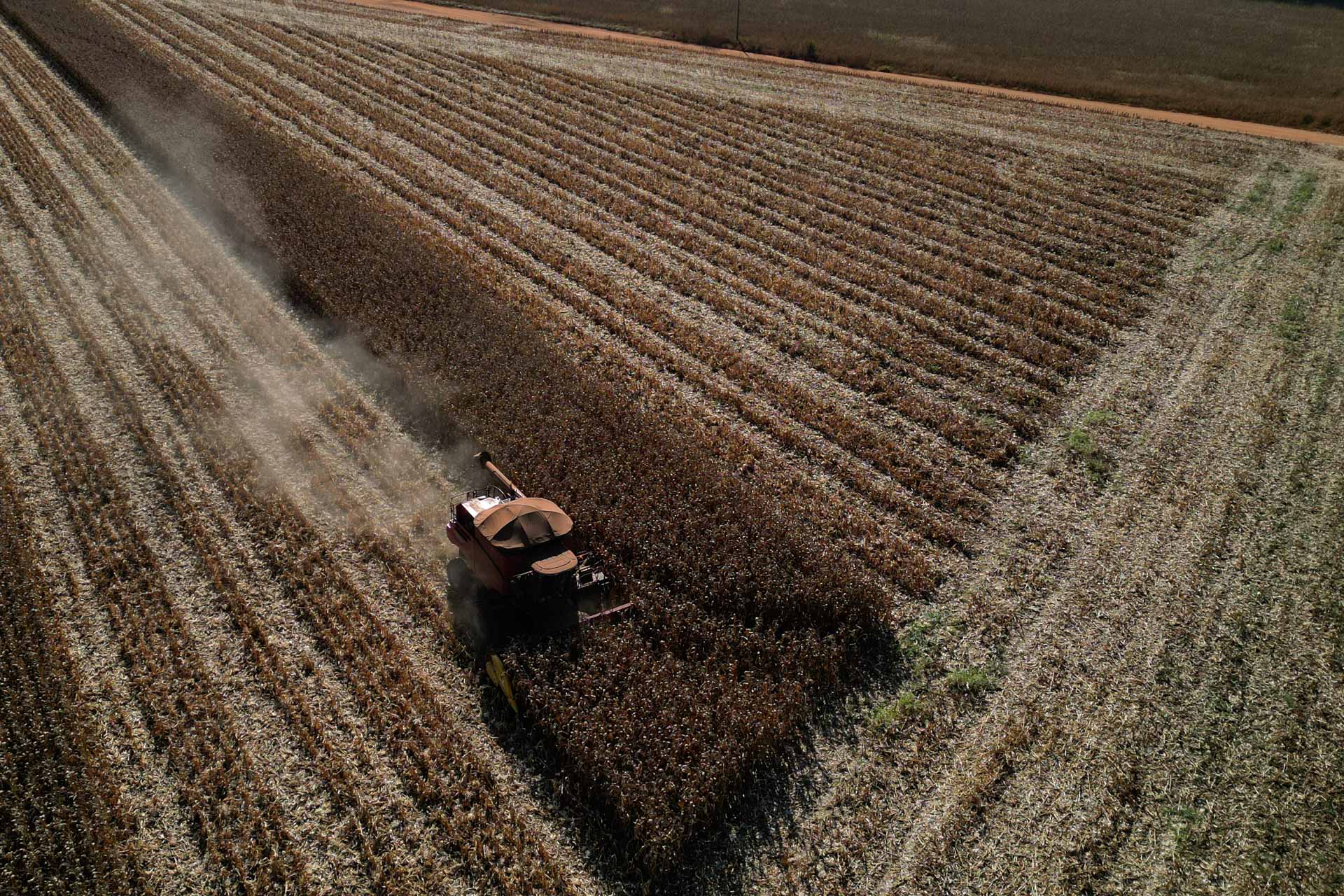 Uma colheitadeira corta talos de milho durante a colheita, na fazenda Agropecuária Cenci, no Núcleo Rural Buriti Vermelho, em Brasília, Brasil. Foto: Eraldo Peres / AP Photo