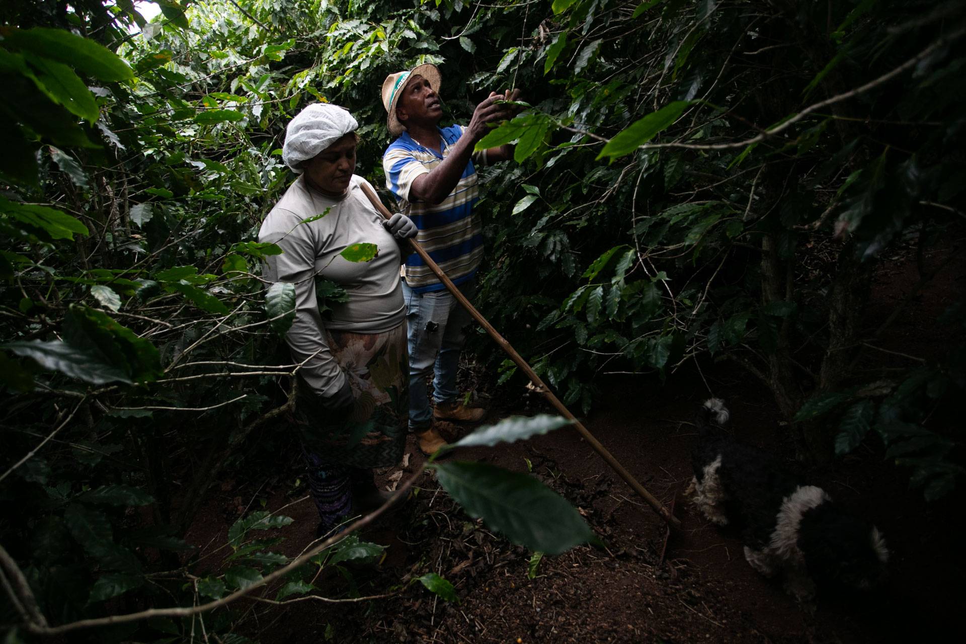 O produtor de café José Natal da Silva, à direita, e sua esposa Fernanda Marssola colhem grãos de café em sua fazenda em Porciúncula, no estado do Rio de Janeiro. Foto: Bruna Prado / AP Photo