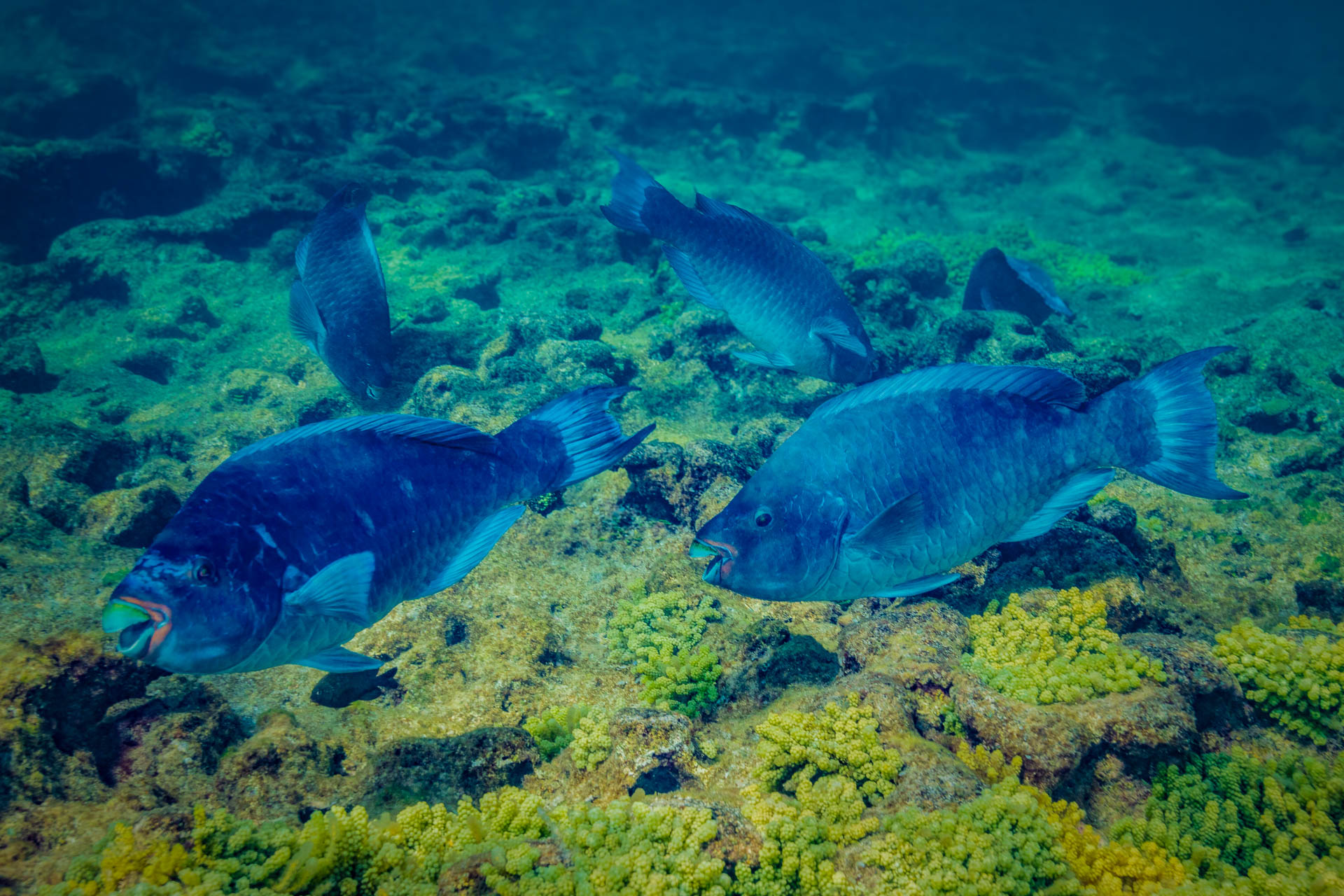 O Banco de Abrolhos é um dos centros mundiais da biodiversidade marinha. Fotos: Roberto Costa Pinto/Creative Commons e Eduardo Melo/Instituto Baleia Jubarte/WWF-Brasil