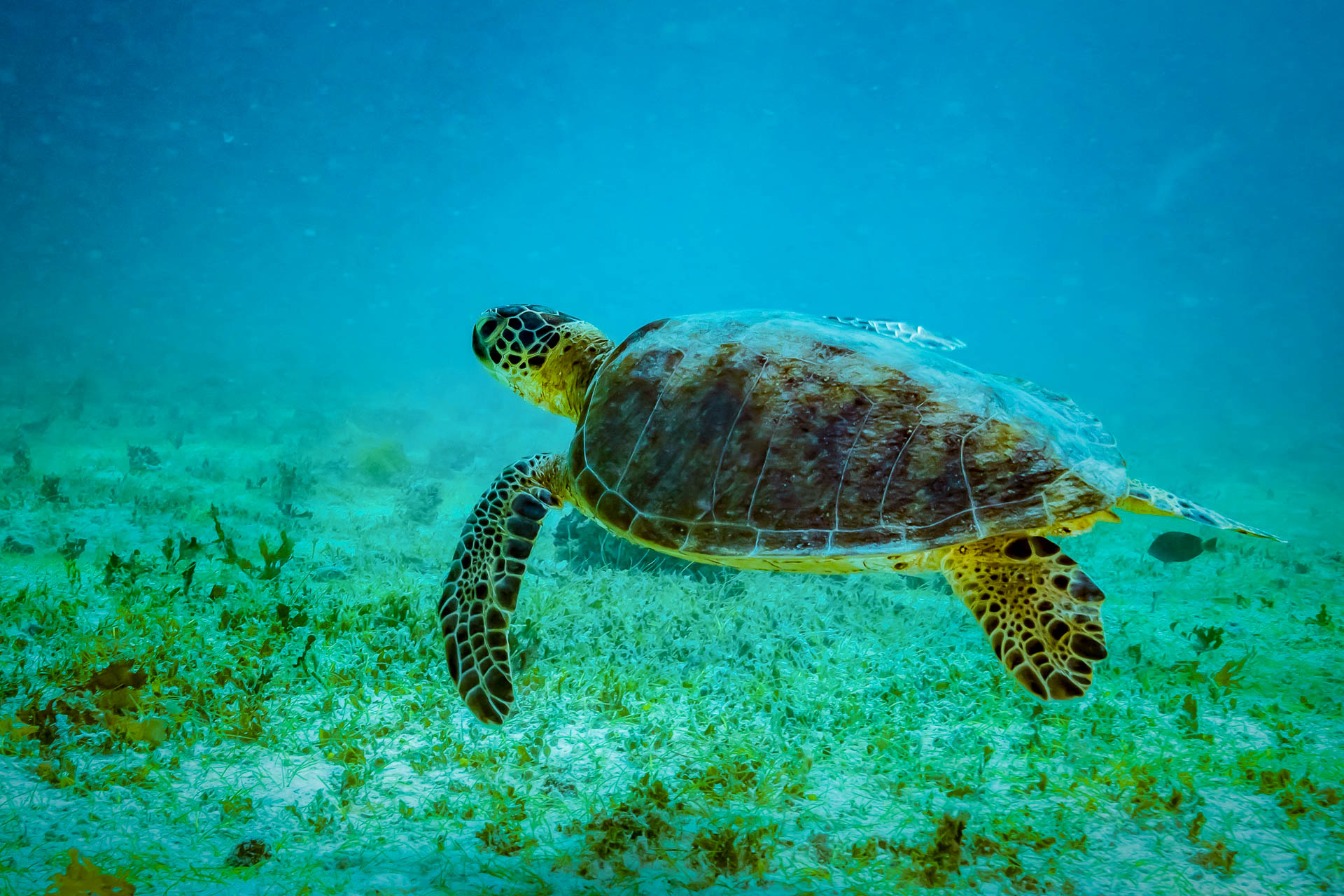 O Banco de Abrolhos é um dos centros mundiais da biodiversidade marinha. Fotos: Roberto Costa Pinto/Creative Commons e Eduardo Melo/Instituto Baleia Jubarte/WWF-Brasil