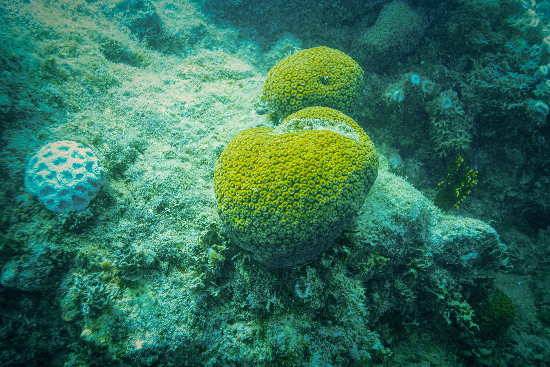 O Banco de Abrolhos é um dos centros mundiais da biodiversidade marinha. Fotos: Roberto Costa Pinto/Creative Commons e Eduardo Melo/Instituto Baleia Jubarte/WWF-Brasil