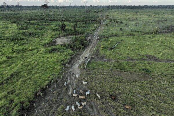 Gado pasta numa área desmatada ilegalmente numa reserva extrativista perto de Jaci-Paraná, no estado de Rondônia, Brasil, a 12 de julho de 2023.