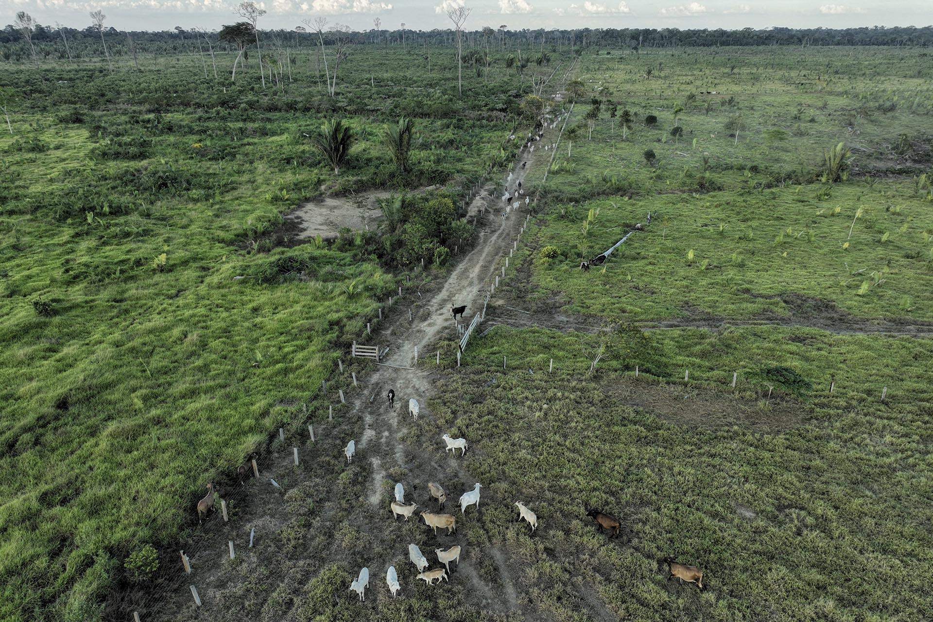 Gado pasta numa área desmatada ilegalmente numa reserva extrativista perto de Jaci-Paraná, no estado de Rondônia, Brasil, a 12 de julho de 2023.