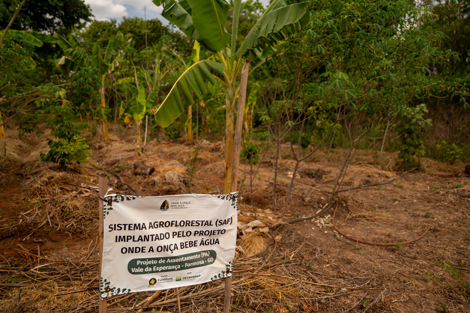Os SAFs implementados no PA Vale da Esperança são uma estratégia de aproximar as comunidades da conservação e contribuem para a soberania alimentar de agricultores como Arnaldo. Fotos: Marcio Isensee e Sá