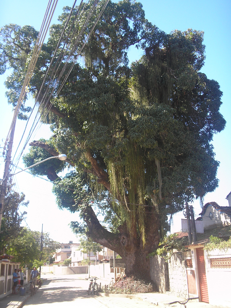 Esta tamarineira é uma das 10 árvores tombadas em 1967.  As ruas de saibro e as construções estão invadindo seu espaço. Foto: Felipe Lobo